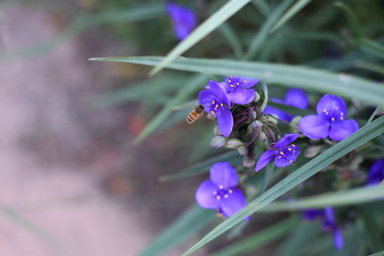 Close-up of bumblebee on purple flowering plant