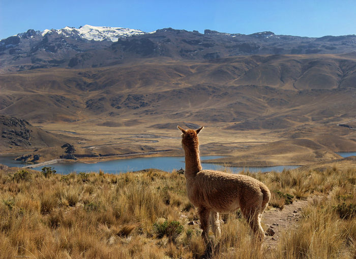 Rear view of llama on field against mountains