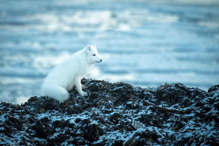 Arctic fox sits on rocks by water