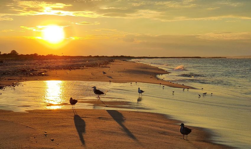 Seagulls on beach during sunset