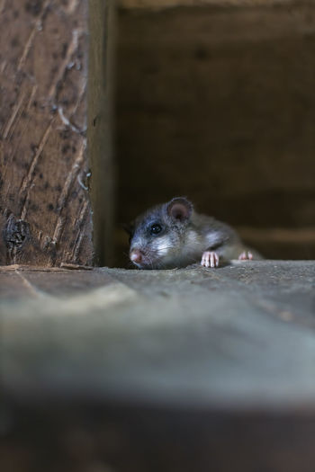 Close-up portrait mouse