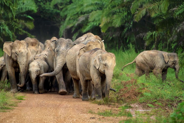 Wild thai elephant in national park