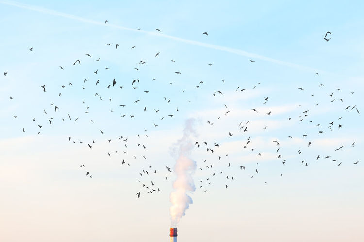 Birds flying over the toxic plant smoke . flock of birds in industrial city