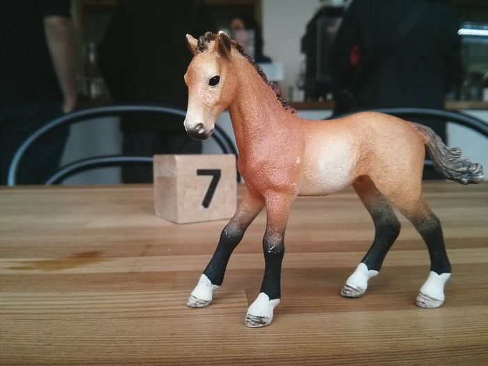 Horse in pen