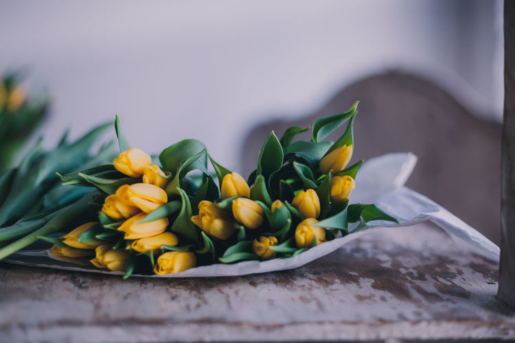 Close-up of yellow tulips on table