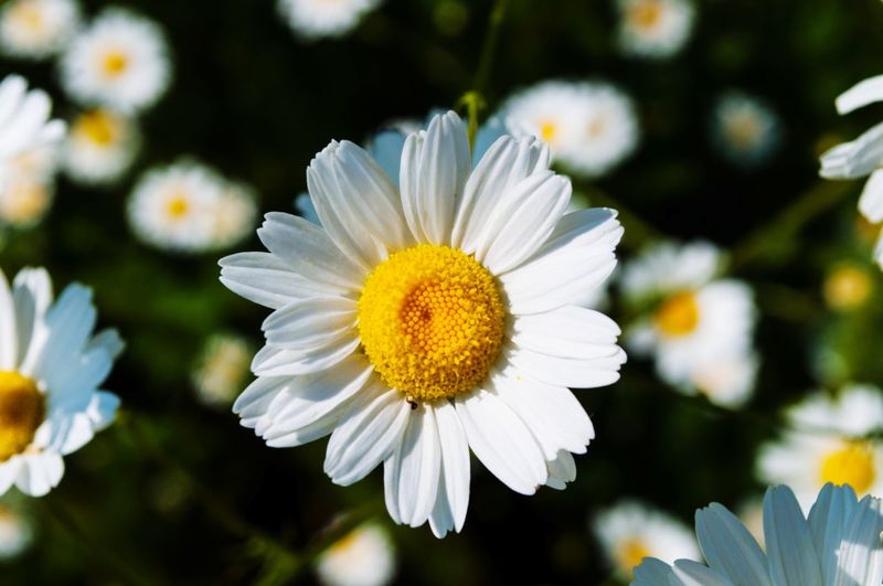 Close-up of white flowers blooming outdoors