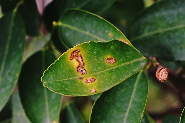 Plant disease on lime leaf from bacteria, canker disease