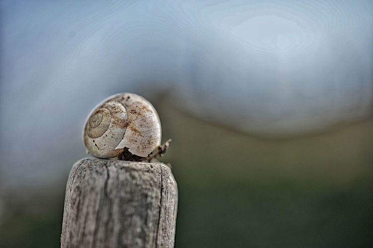 Conch shell on wooden post