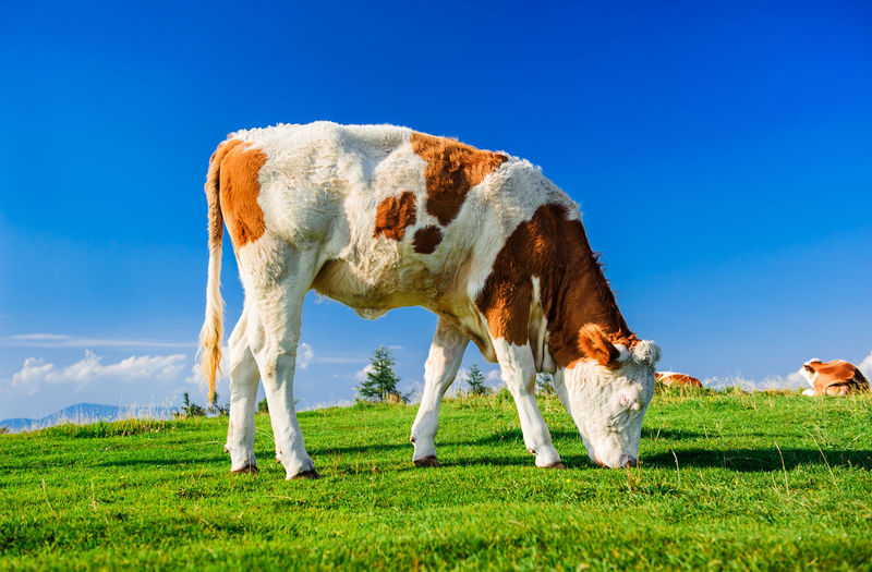Low angle view of cow grazing on field against clear blue sky