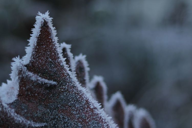Close-up of frozen sculpture during winter