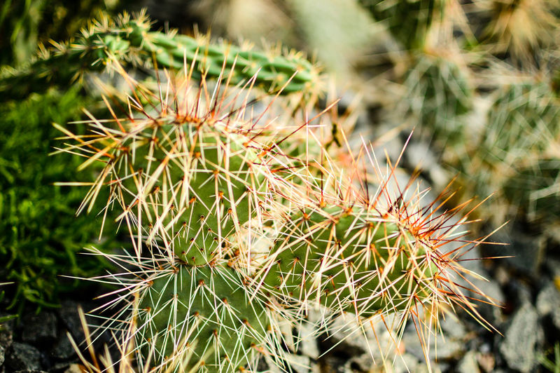 Close-up of thistle cactus