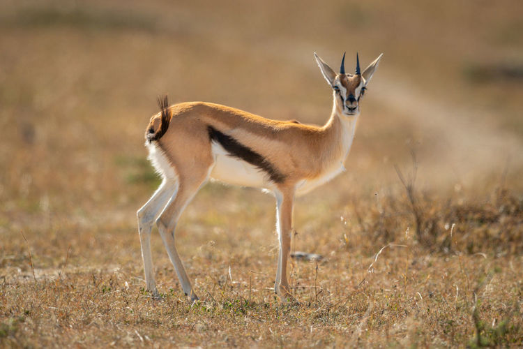 Thomson gazelle stands in savannah eyeing camera