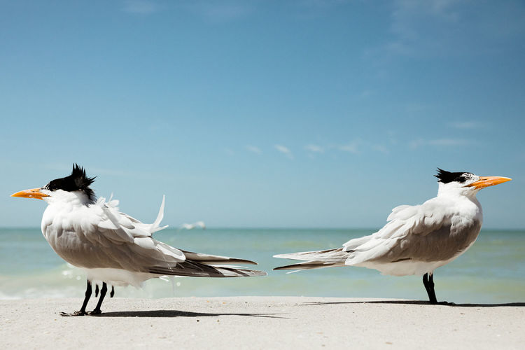 Two royal terns face away from each other on a windy florida beach