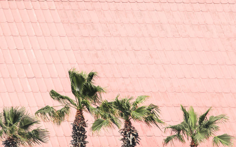 Palm trees against rooftop tiles