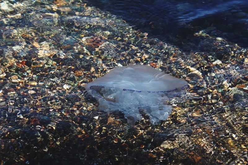 High angle view of jellyfish in sea
