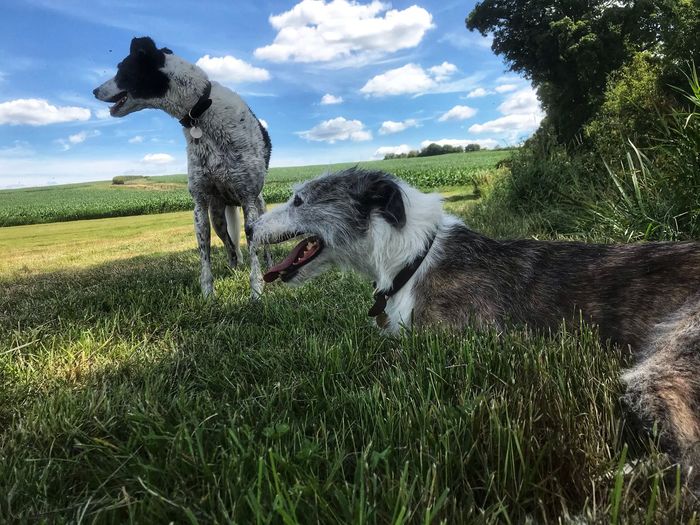 Lurcher dogs in rural landscape in  england 