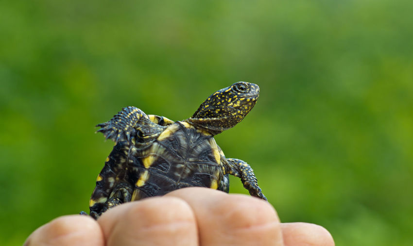 Close-up of hand holding turtle 