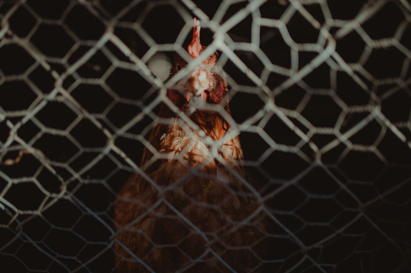Close-up of chicken in cage