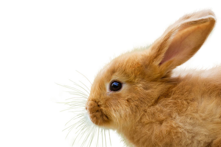 Close-up of a rabbit over white background