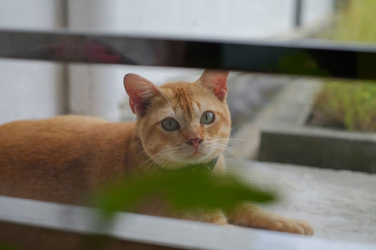 Portrait of ginger cat at home