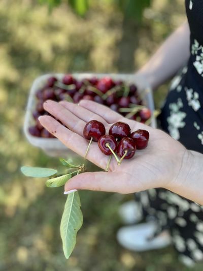 Close-up of hand holding plant