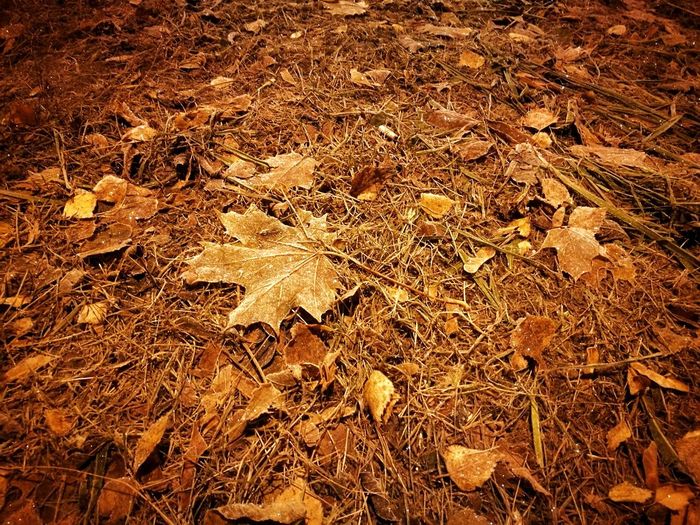 Close-up of dry maple leaf on field during autumn
