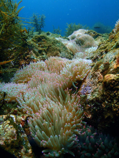 High angle view of corals in sea