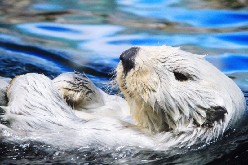 Otter swimming in lake