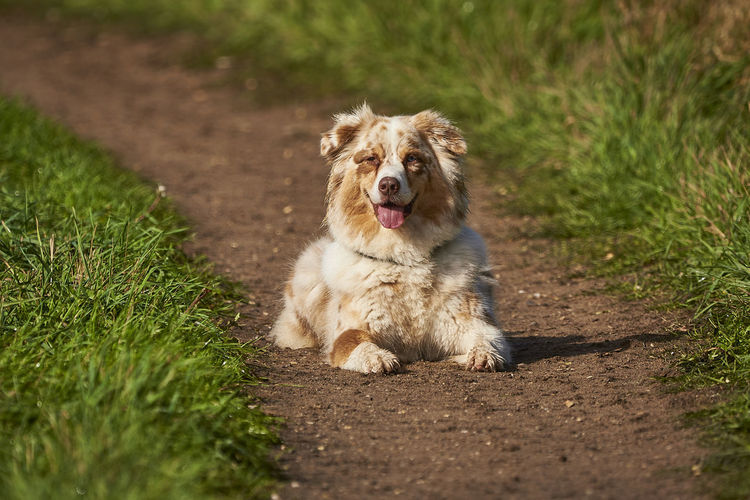 pet