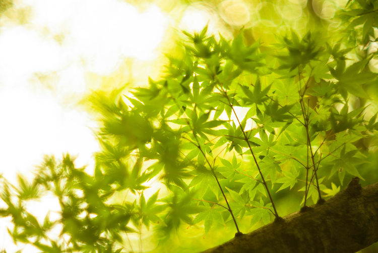 Close-up of flowering plant against sky