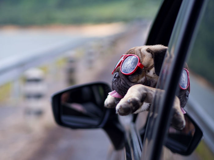 Close-up of pug dog on the road