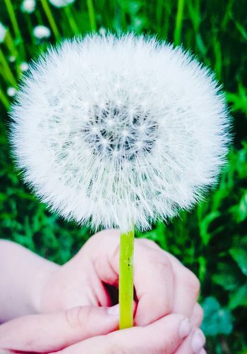 Close-up of cropped hand holding dandelion
