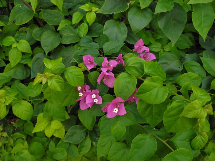 High angle view of pink flowering plant