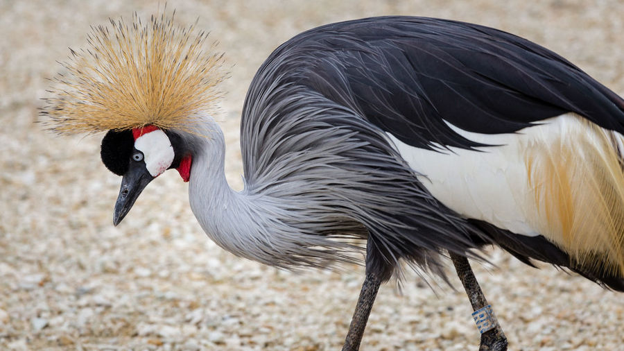 Close-up of gray crowned crane on field