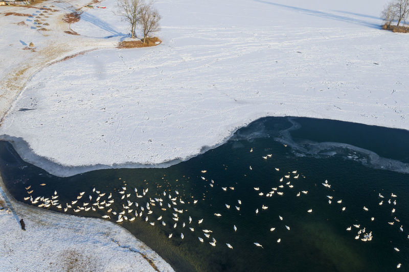 Aerial view of the frozen lake with the birds, soderica, croatia