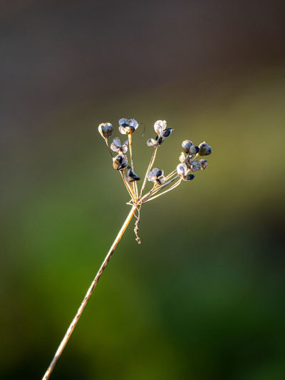 Close-up of insect on plant