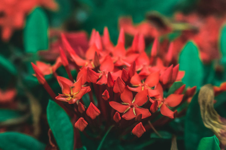 Detail shot of flowers against blurred background