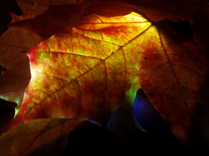 Close-up of autumn leaves on leaf
