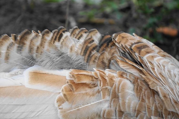 Close-up of turkey feathers 