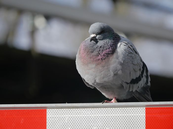 Close-up of a pigeon on a signal barrier 