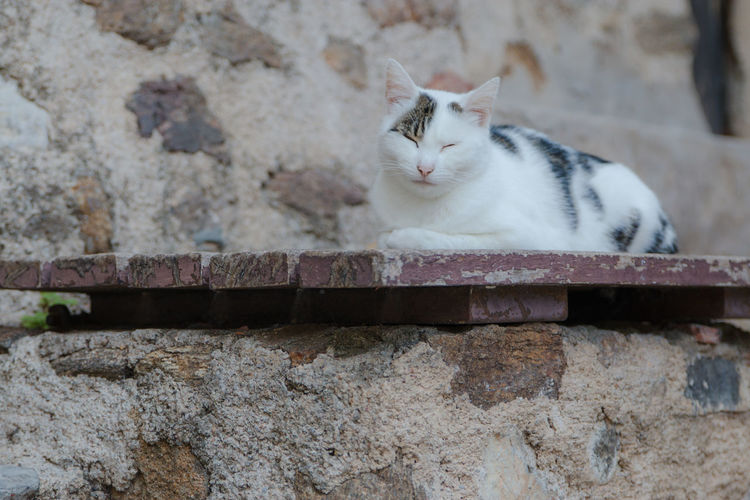 Cat relaxing on wood
