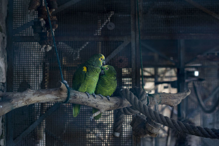 Green parrots in love perching in cage at zoo