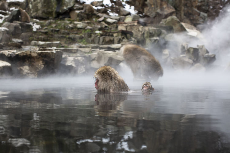 Monkeys in a lake