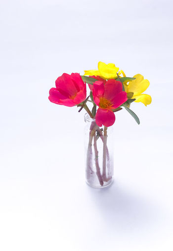 Close-up of rose plant in vase against white background
