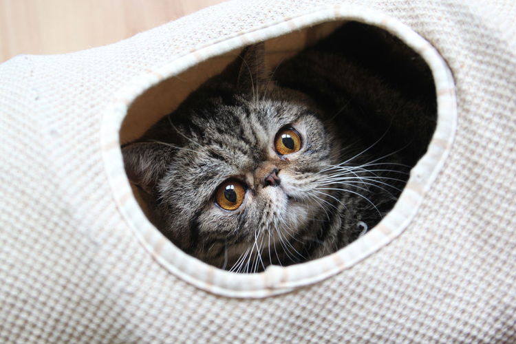 Cat looking out