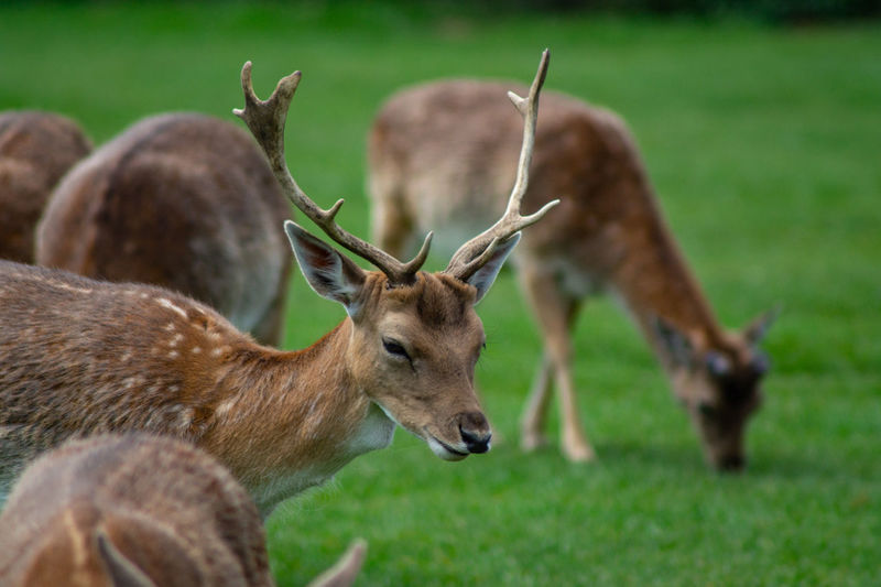 Deer grazing on grass