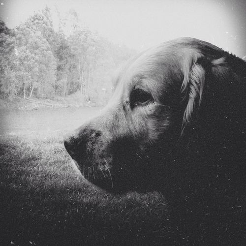 Dog looking away