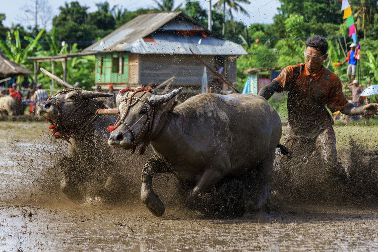 Man with water buffalos in muddy farm