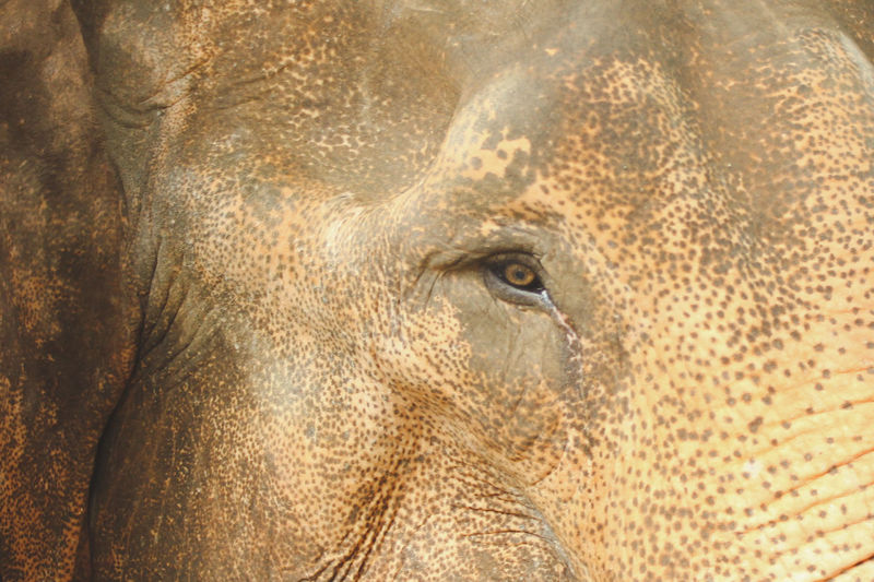 Close-up portrait of an animal