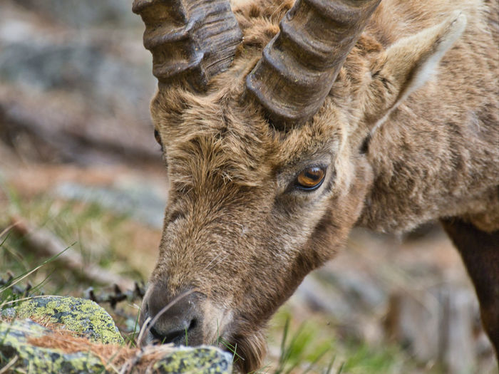 Close-up of an ibex on field